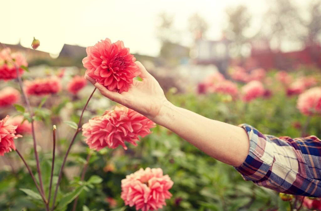 Grow To Maturity