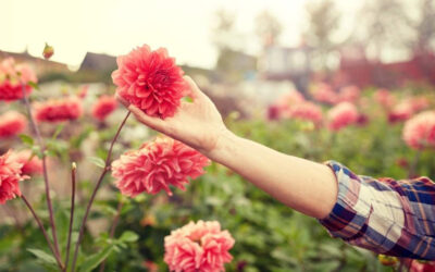 Grow To Maturity